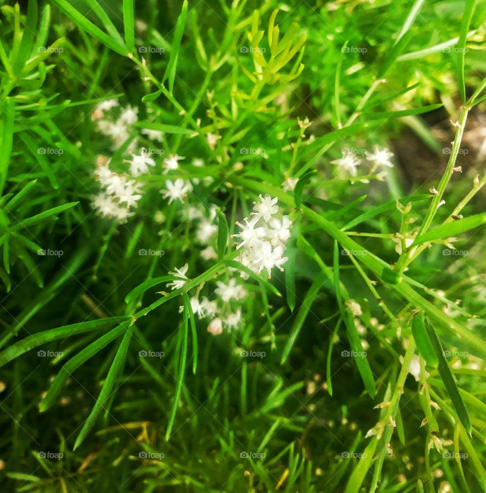 Tiny White Wild Flower