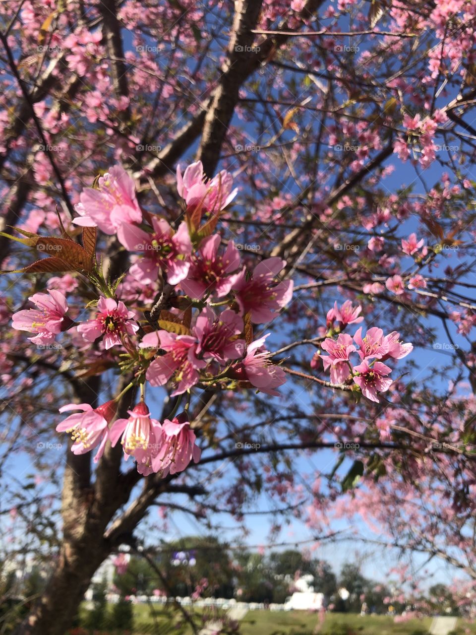 Peach blossom