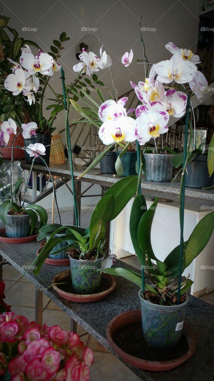 flores - orquídeas