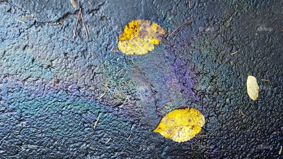 A few fall leaves against an oil covered asphalt roadway.