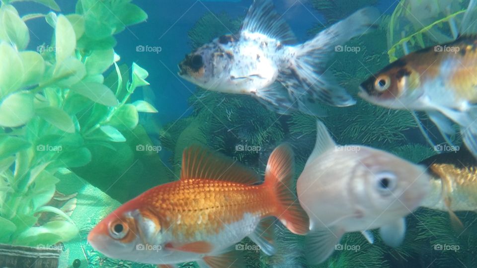 Goldfish swimming in the tank. Colourful creatures. Amazing sea life.
