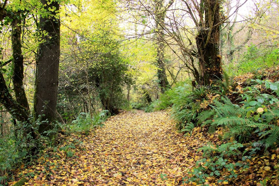 golden pathway