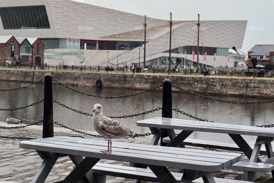 Seagull on picnic table at Liverpool Dock 