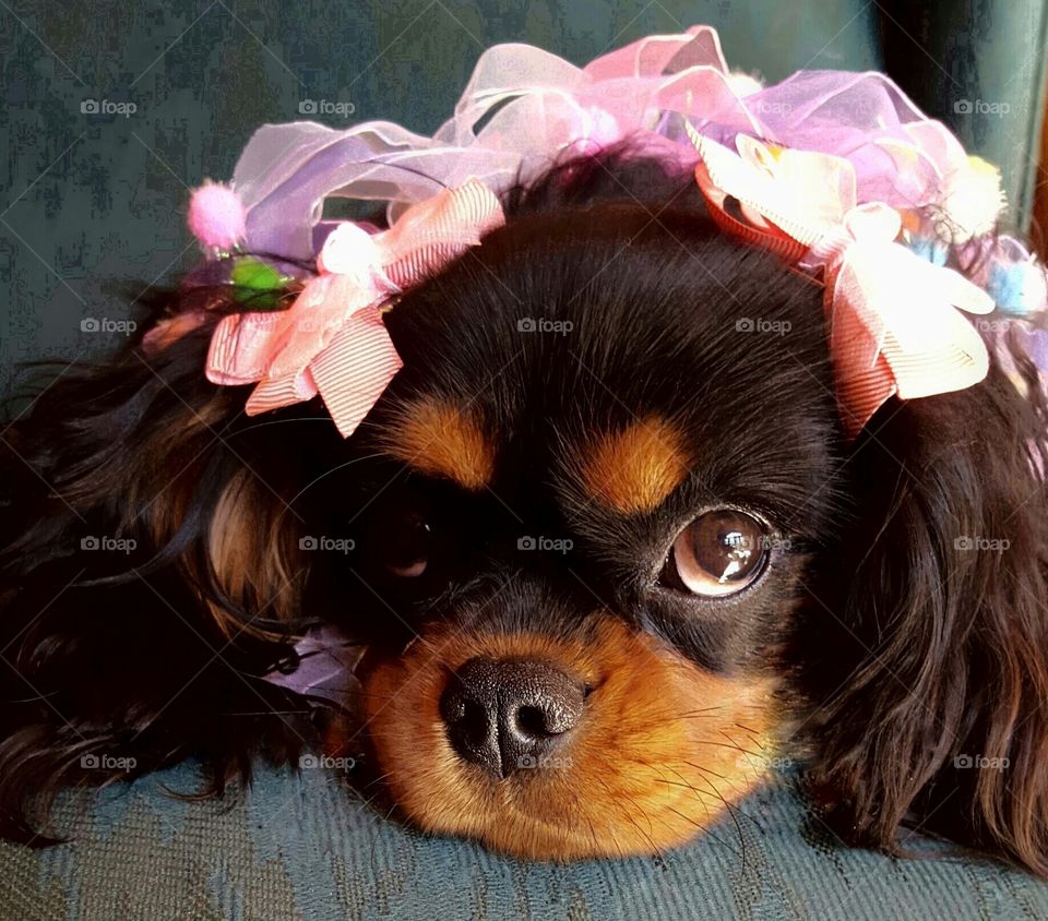 All dolled up in Pink