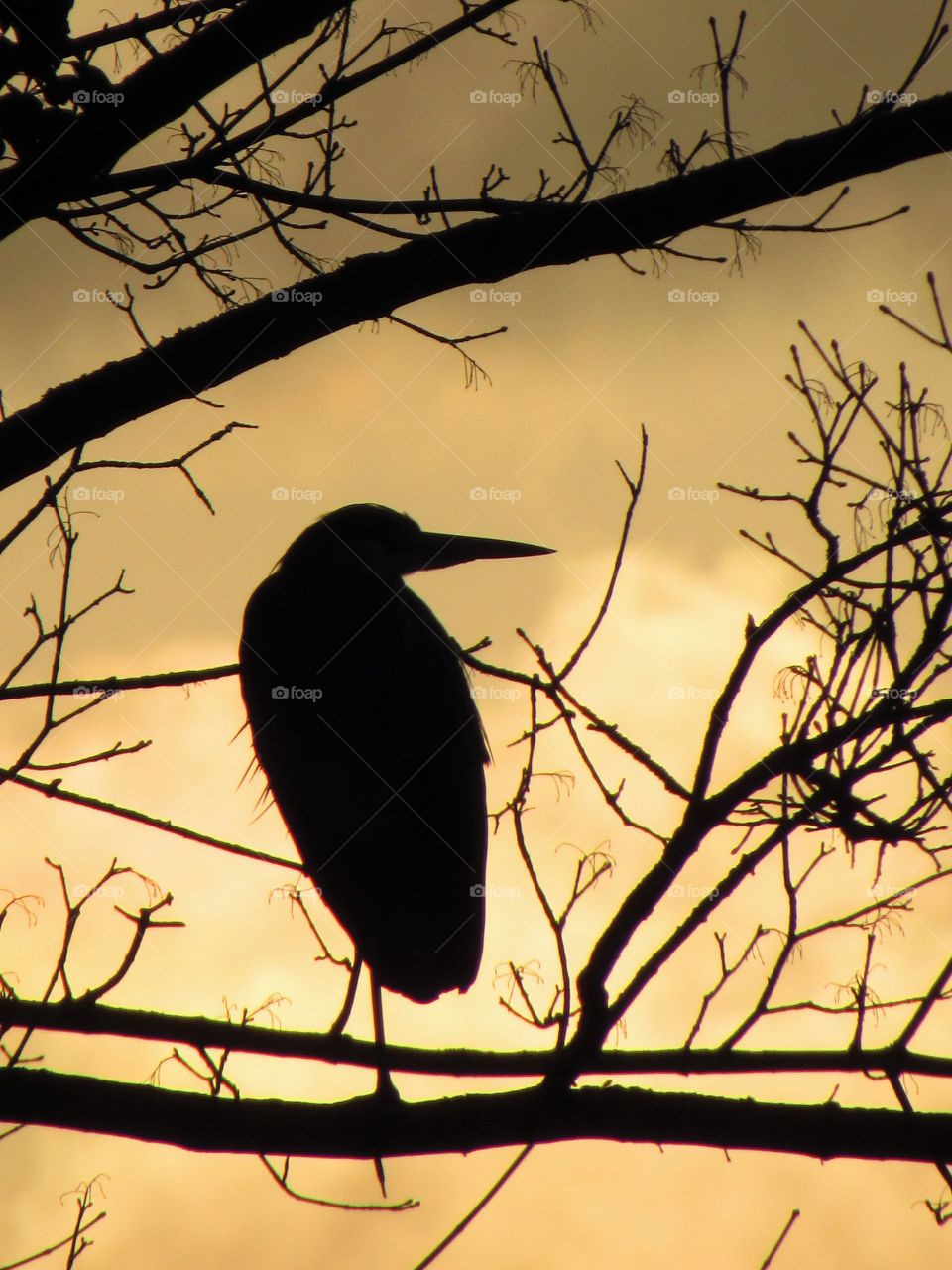 Bird, No Person, Heron, Nature, Outdoors