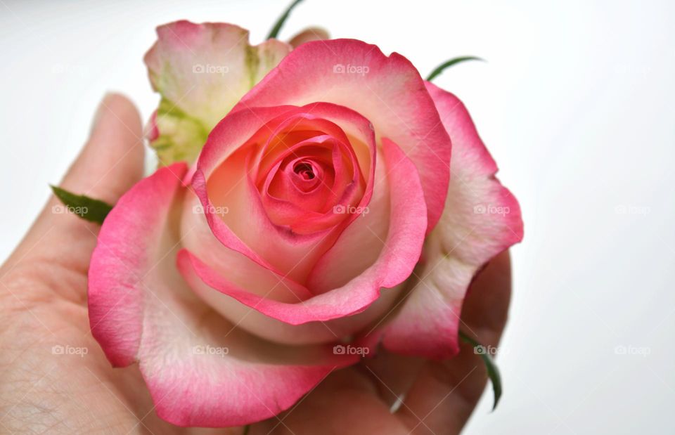 pink rose flower in the hand, Barbie style