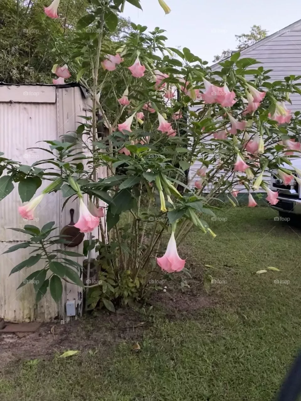 Pretty and pink