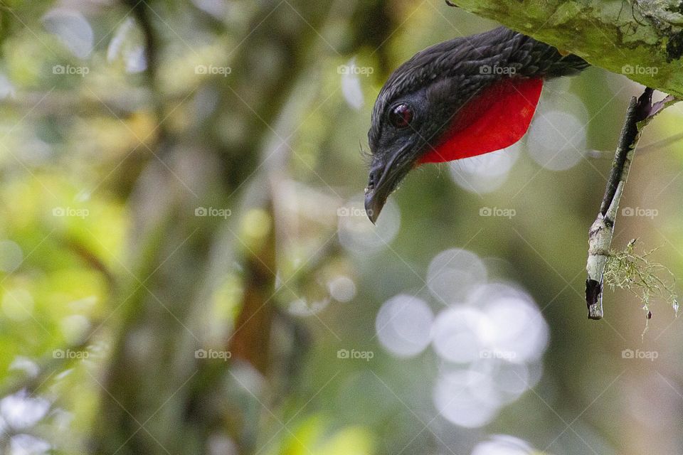 Birds of Colombia  