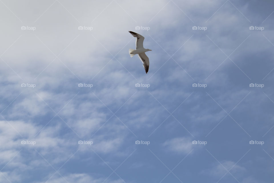 Seagull flying over the beach