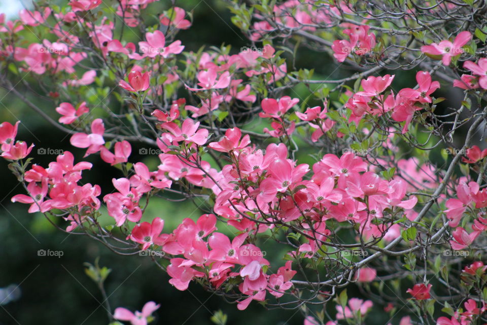 Close-up of a tree branch