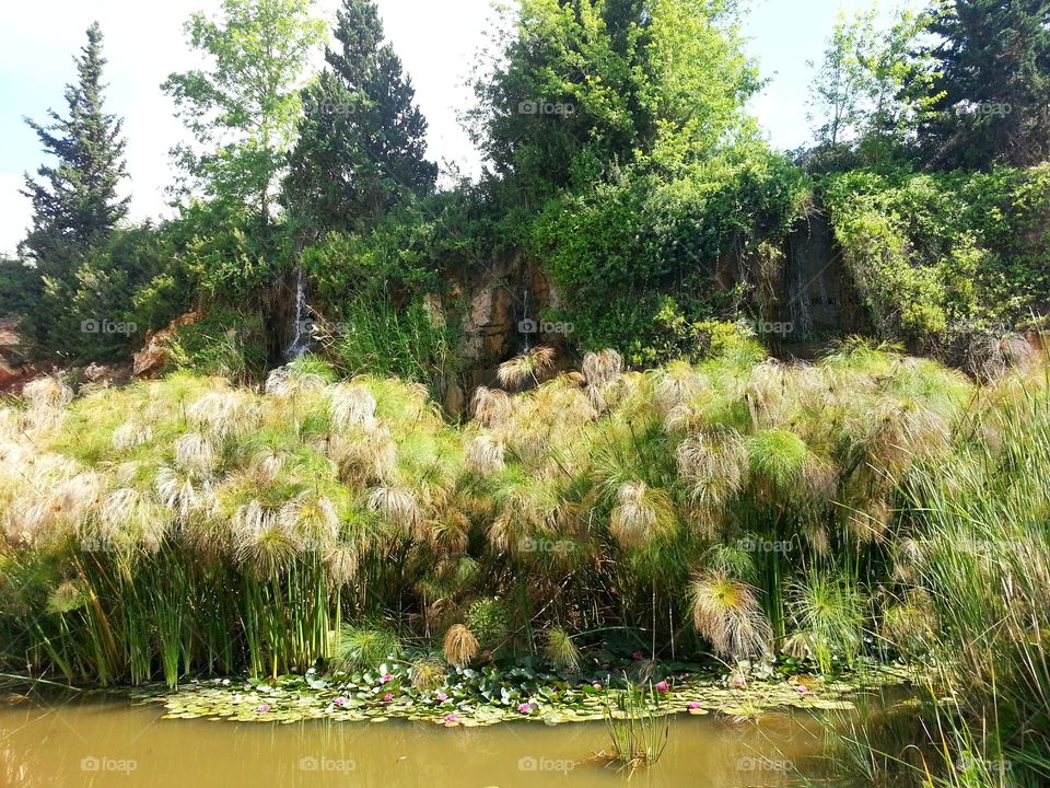 Lily Swamp