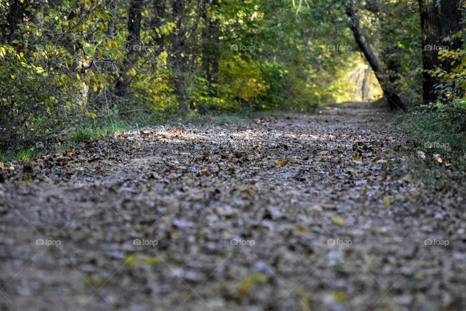 Empty dirt road