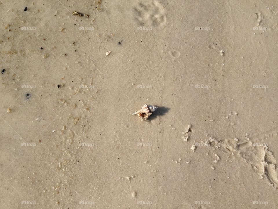 Solitary shell on beach. Panama City, FL