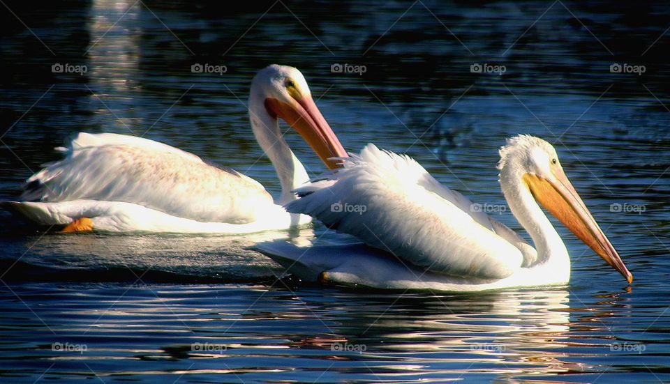 Pair of Pelicans in Arizona Lake