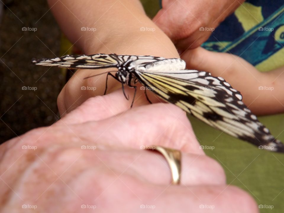 Butterfly passing from hand to hand.