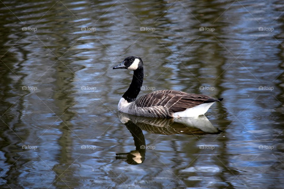 Goose