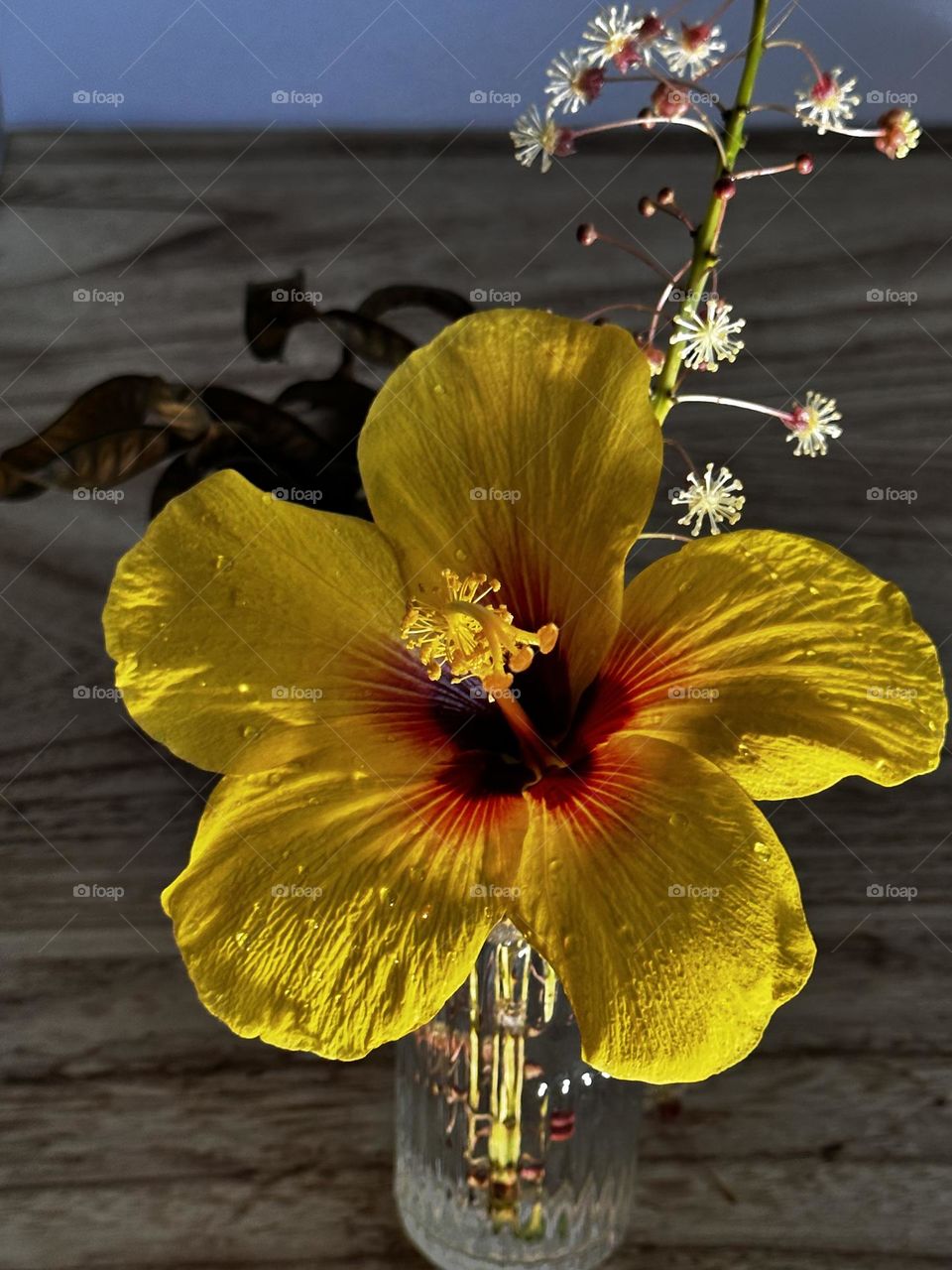 Yellow hibiscus rosa-sinensis flower with small stalk of Kentia palm inflorescence in glass vase on natural wood panel