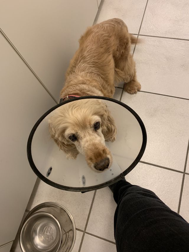 Pet
