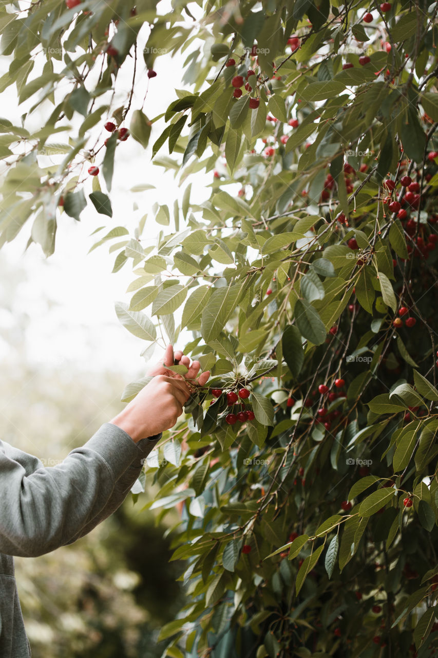 Young man picking cherry berries from tree