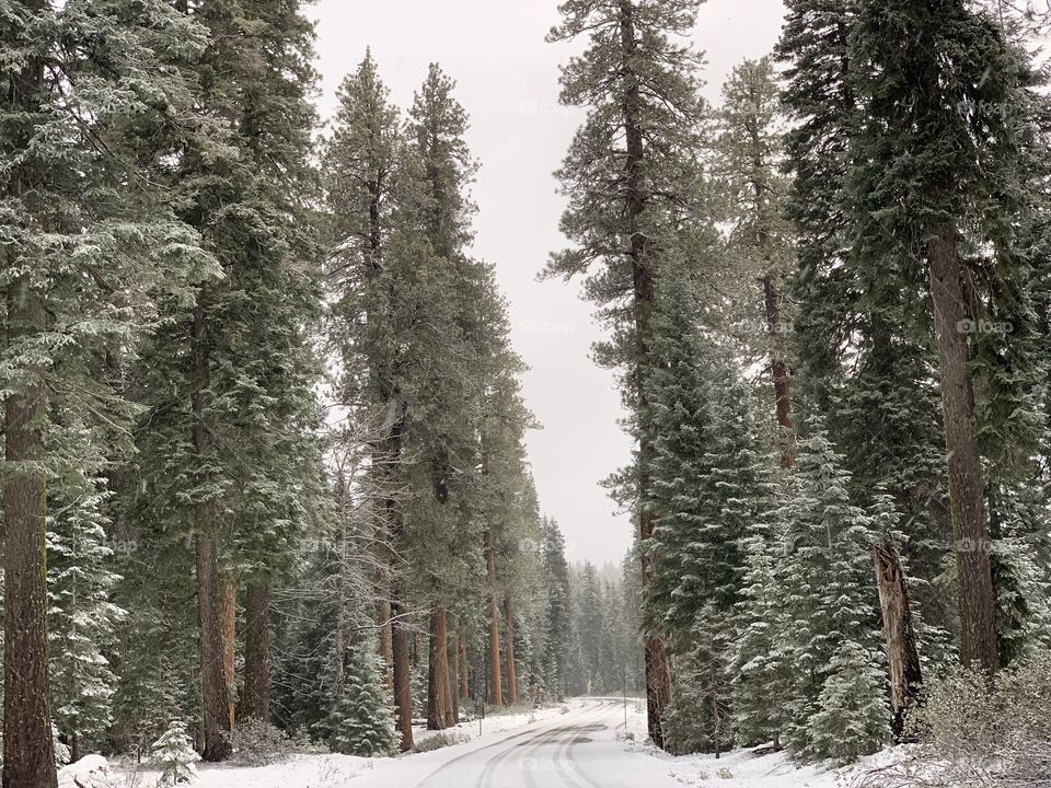A road through the tall trees covered in fresh white snow