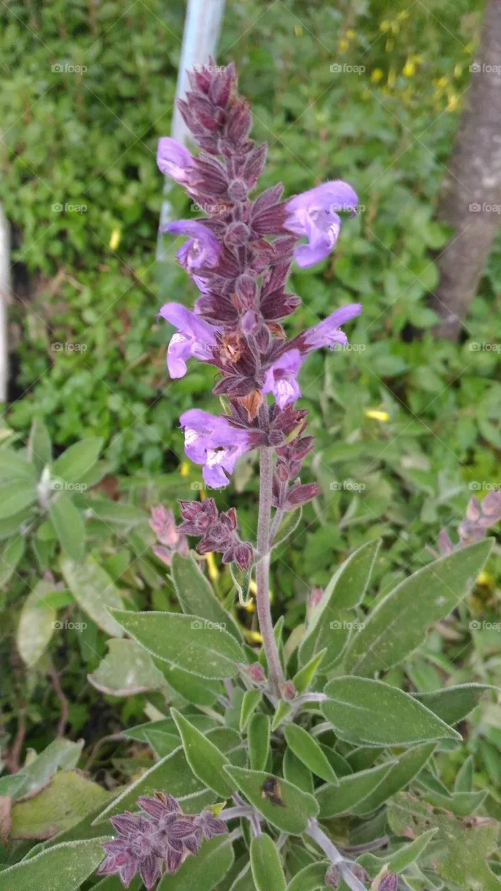 Mediterranean wild flower