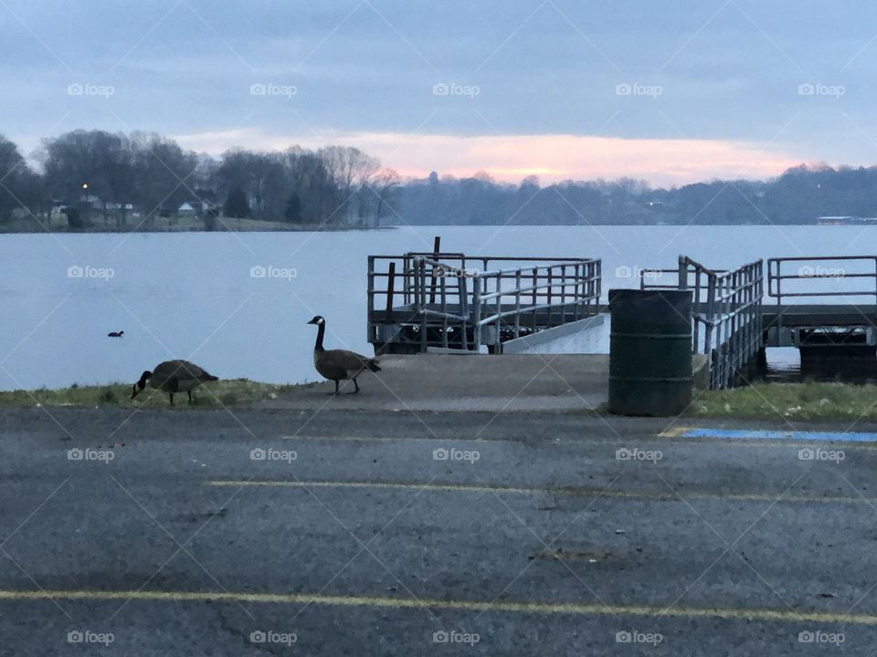 Ducks watch sunrise