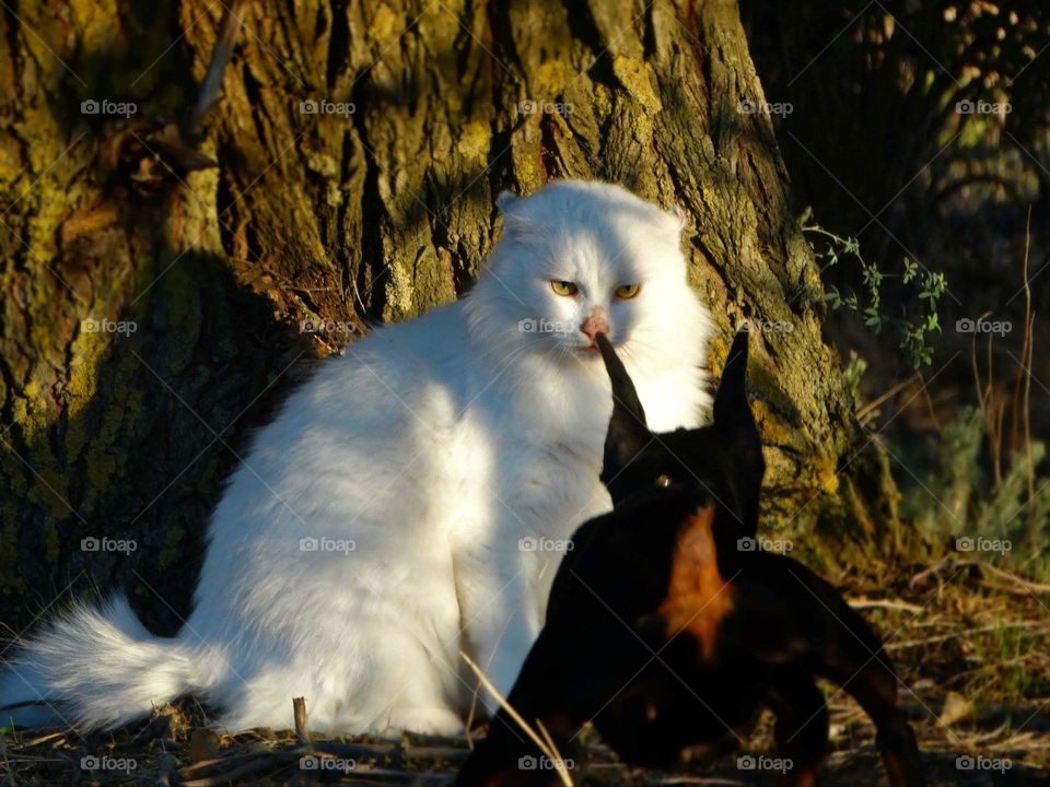 White cat and little dog pinscher