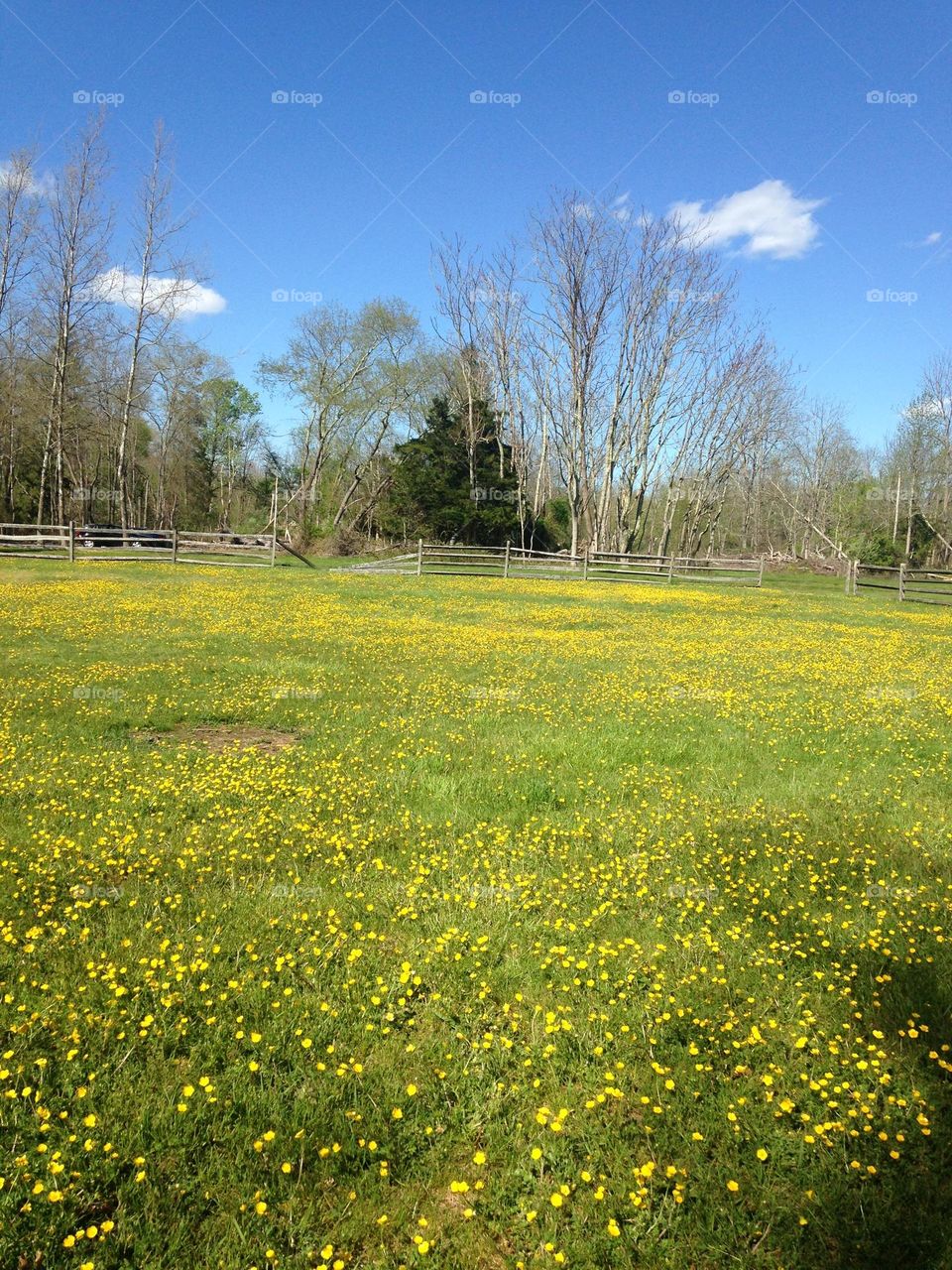 A field of yellow flowers beneath a bright blue sky. Taken in Wall Township NJ. 