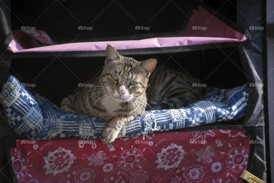 Missy Meow about to run at the slightest chance of danger, always cautious and aware.