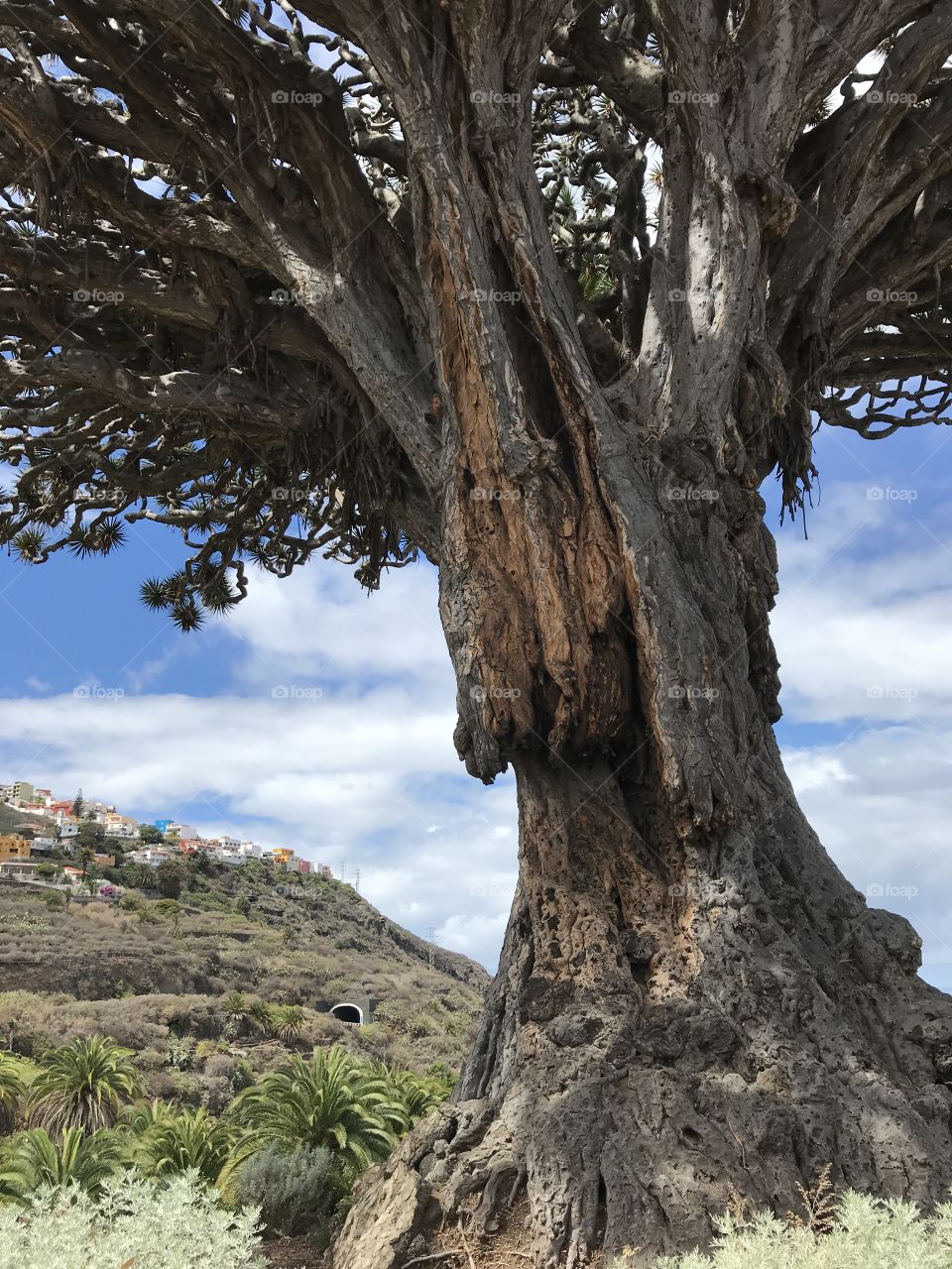 Dragon tree 