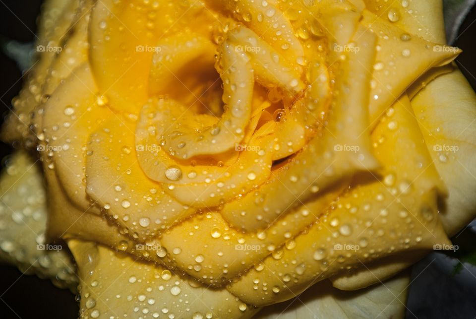 yellow rose 