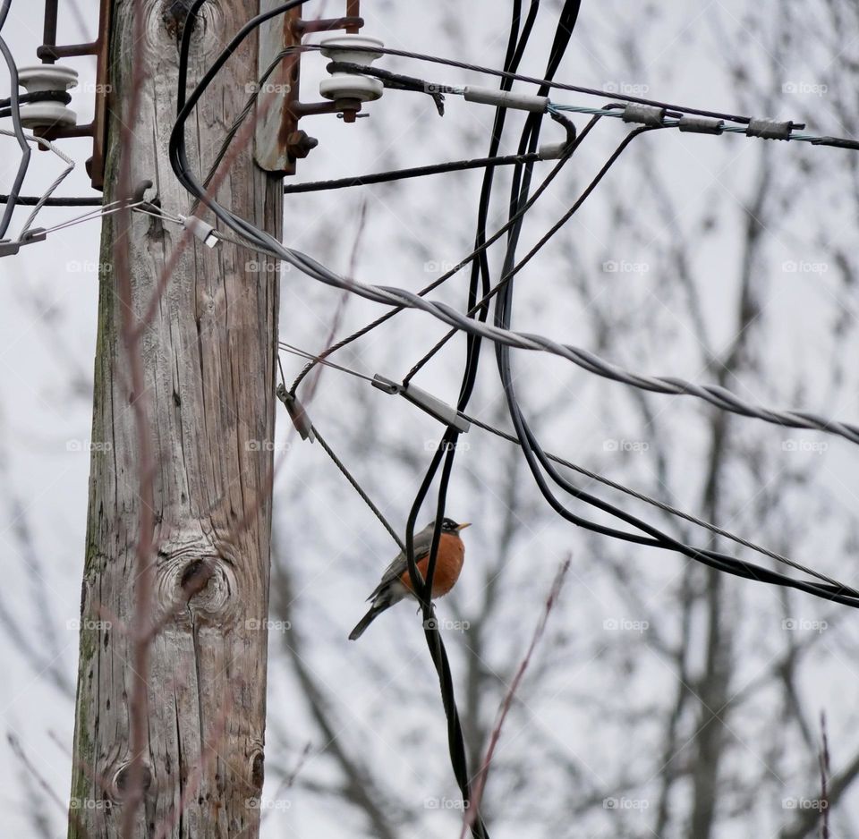 A Robin enjoys the unseasonably warm weather in the Midwest, in mid-February. 