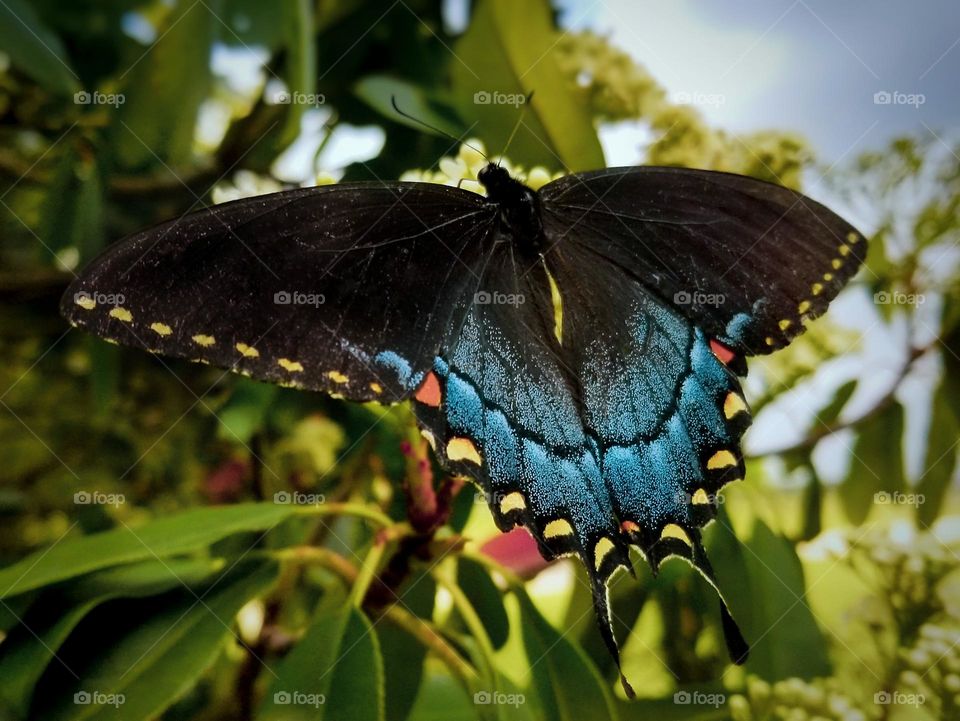 Swallowtail Butterfly on a Red Tip Photinia Bush