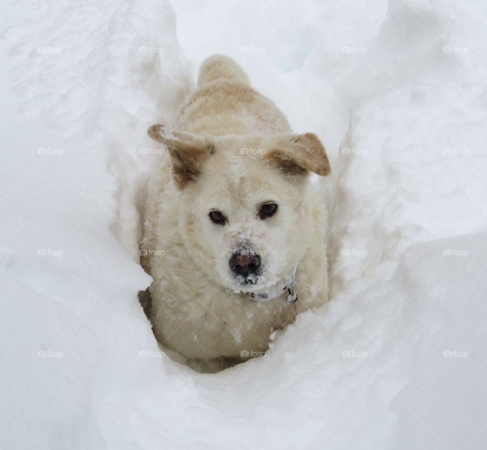 Snow Dog