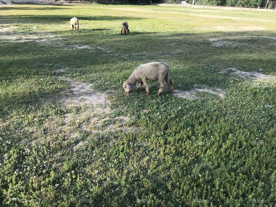 Lamb enjoying the green grass in summer season
