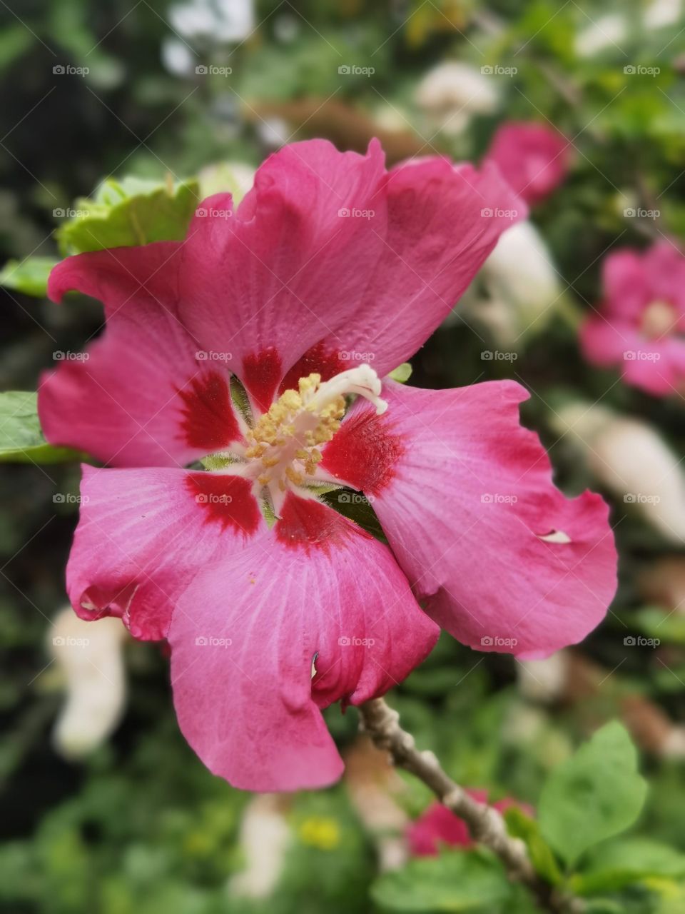 flower head open red pink