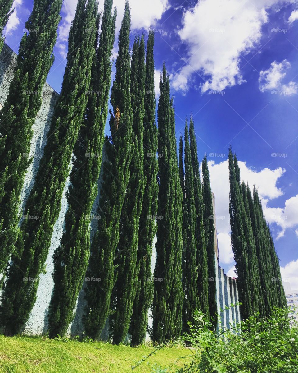 Pinheiros que tentam alcançar o céu, mostrando sua imponência e beleza. Viva a natureza e suas formas!