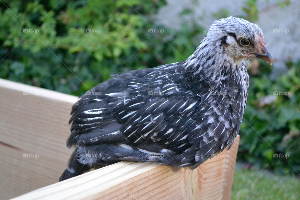 Roosting Chick Profile