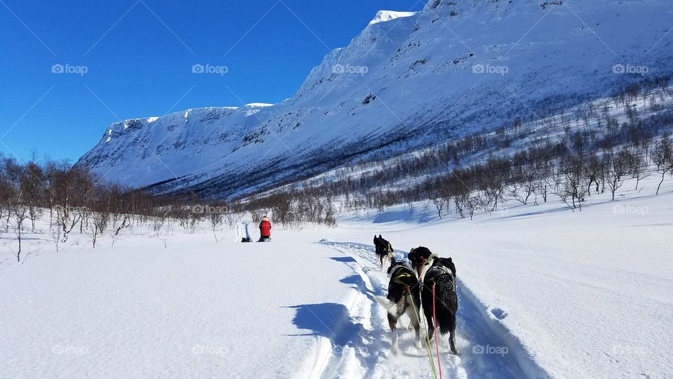 Dog sledding adventure