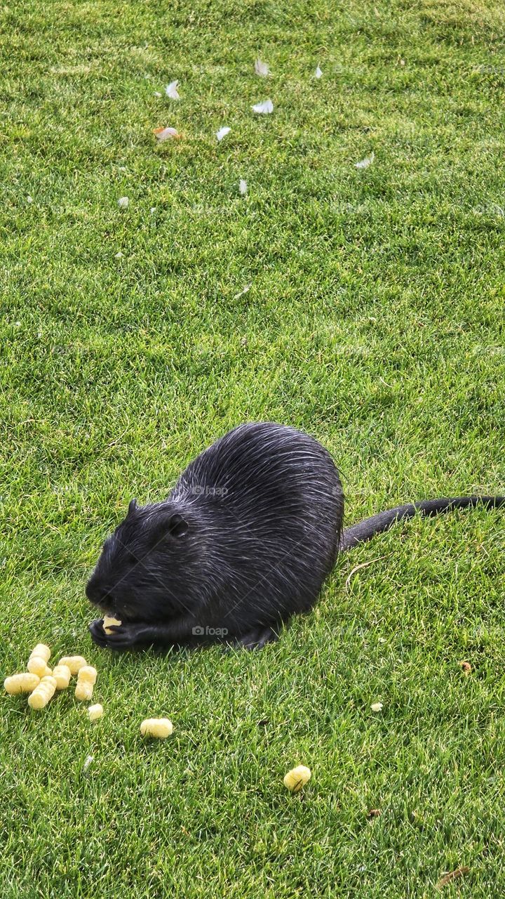 Photo of a black nutria sitting on the grass.