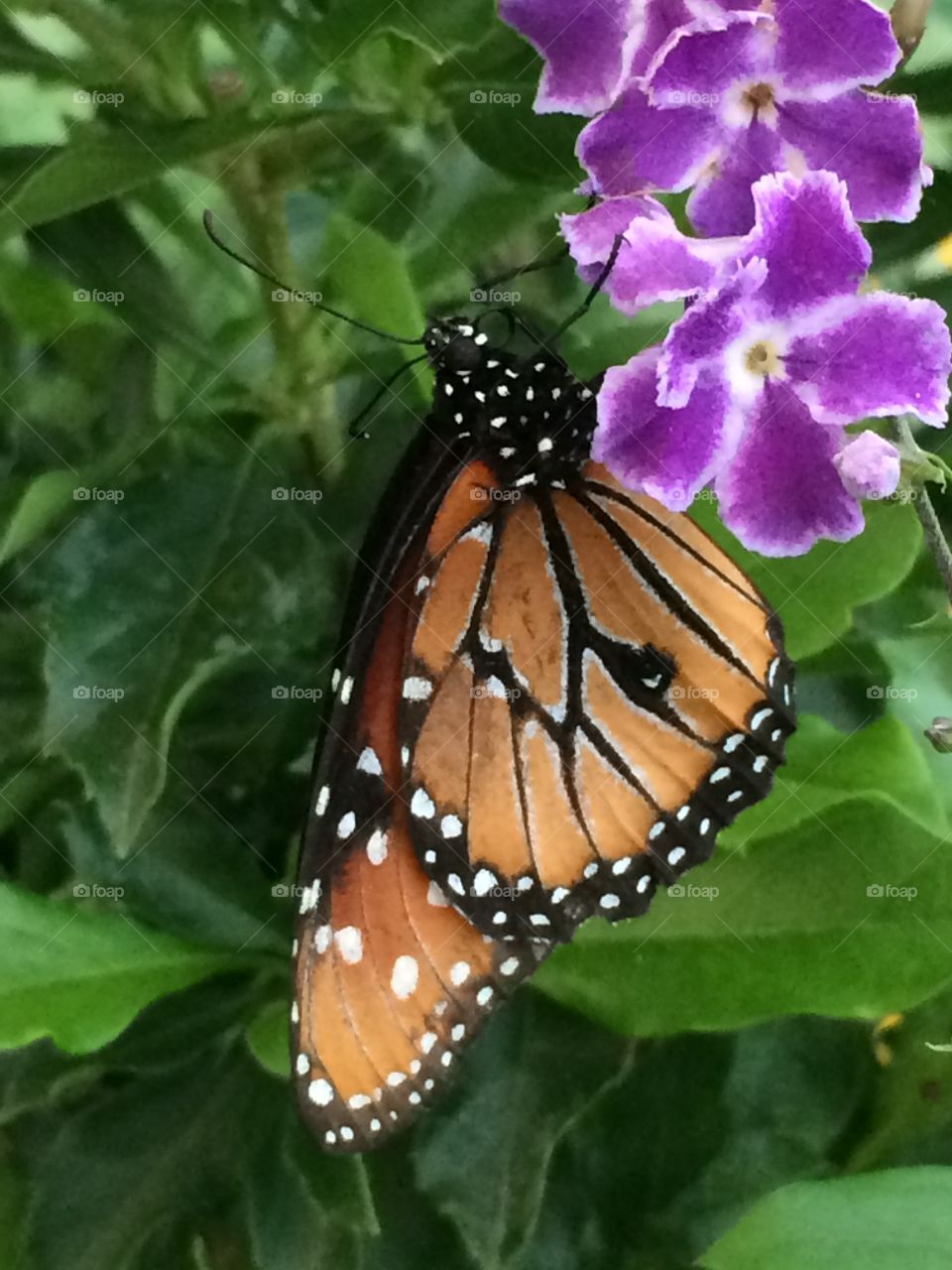 Monarch on Purple