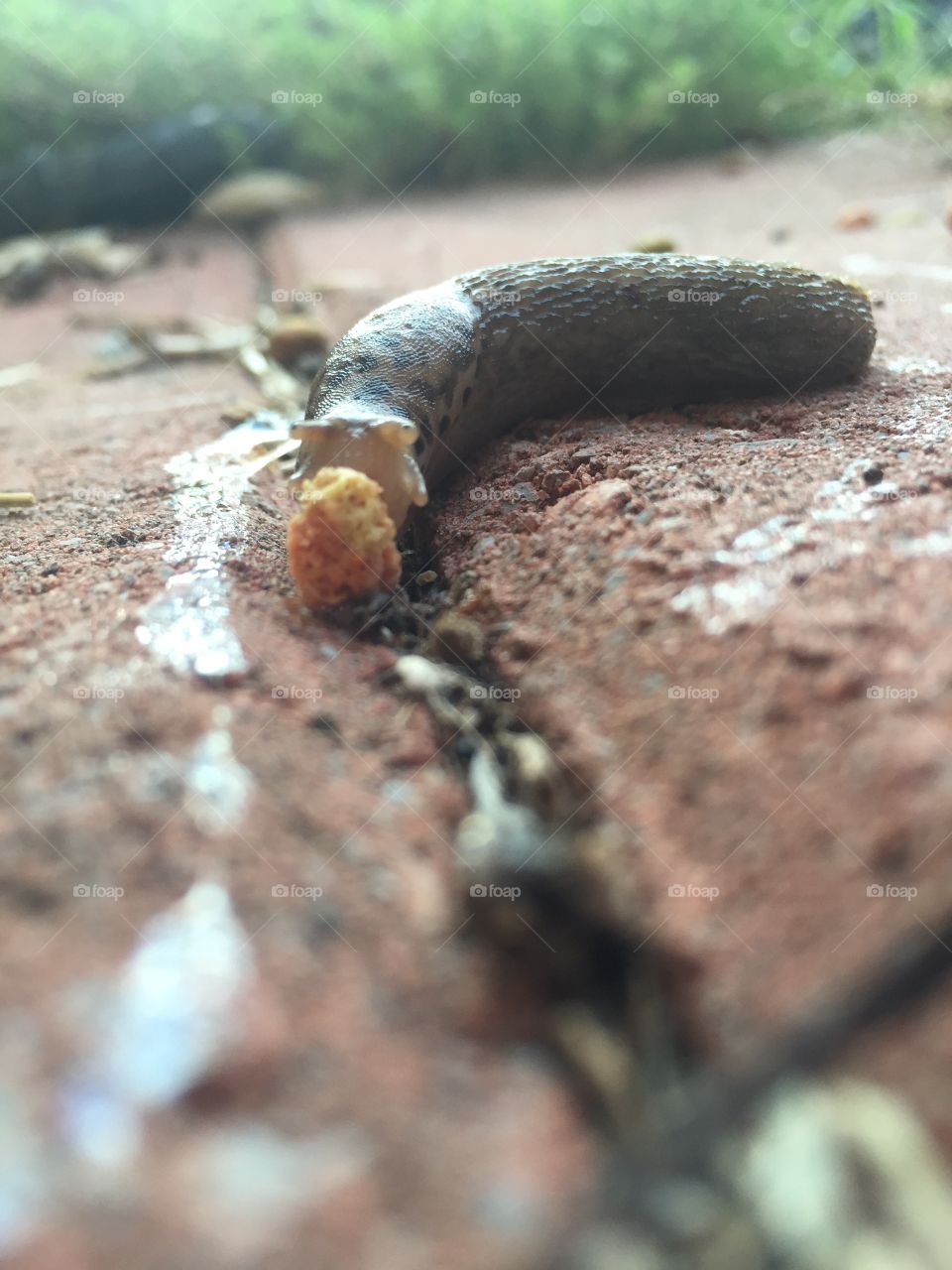 Slug eating cat food, morning patio 