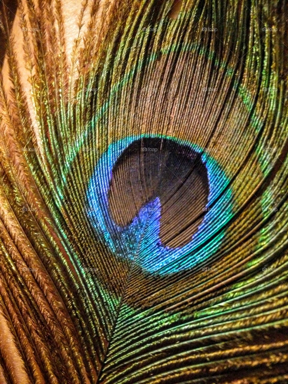 peacock feather