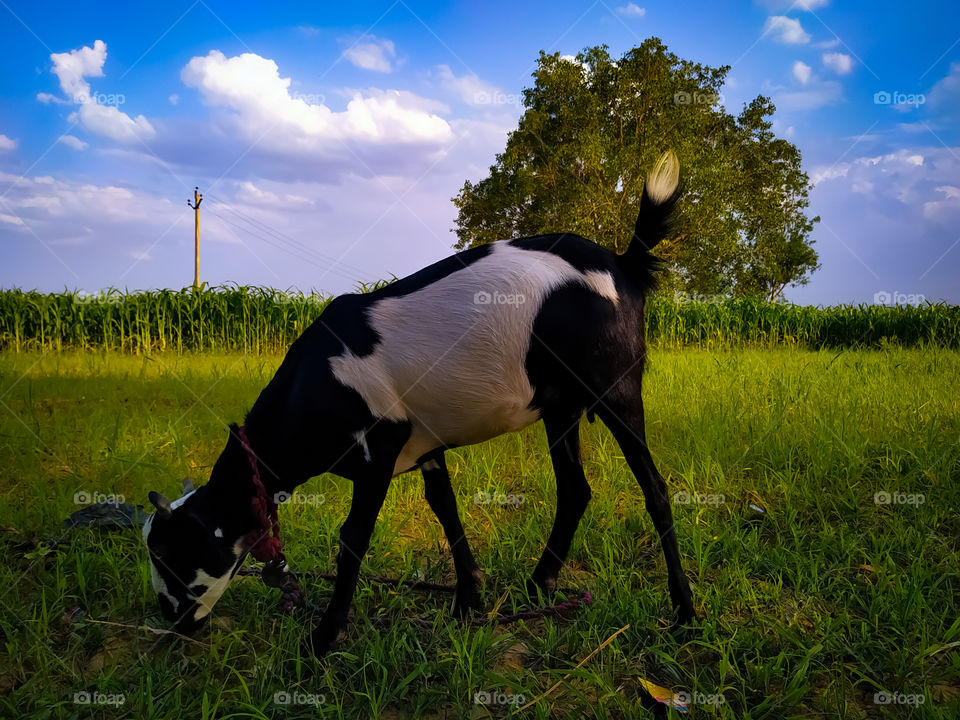 A closeup shot of a goat grazing in the meadow
