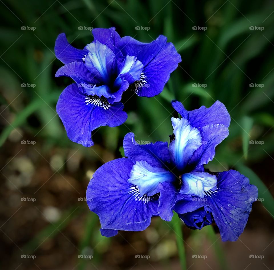 Indigo iris