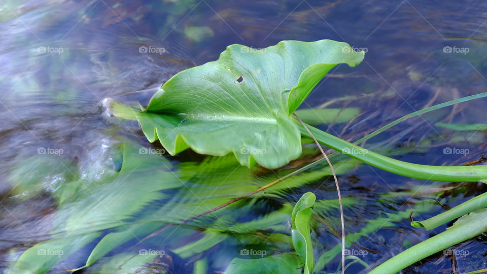 Cala Lily leaf in flowing stream water