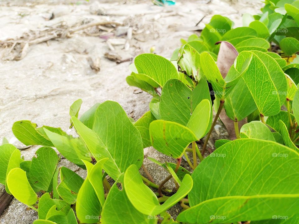 Ipomoea pes-caprae, in Indonesia called the katang katang or tread horse plant, grows on sandy beaches, the flowers are beautiful purple