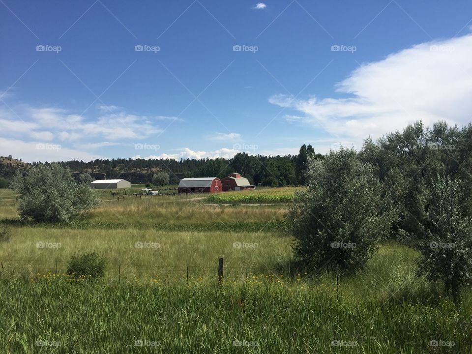 Landscape, Agriculture, No Person, Farm, Tree