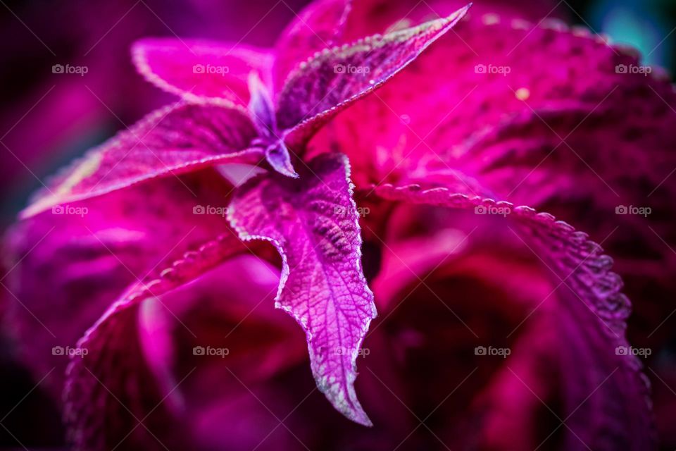 Cyclamen plant