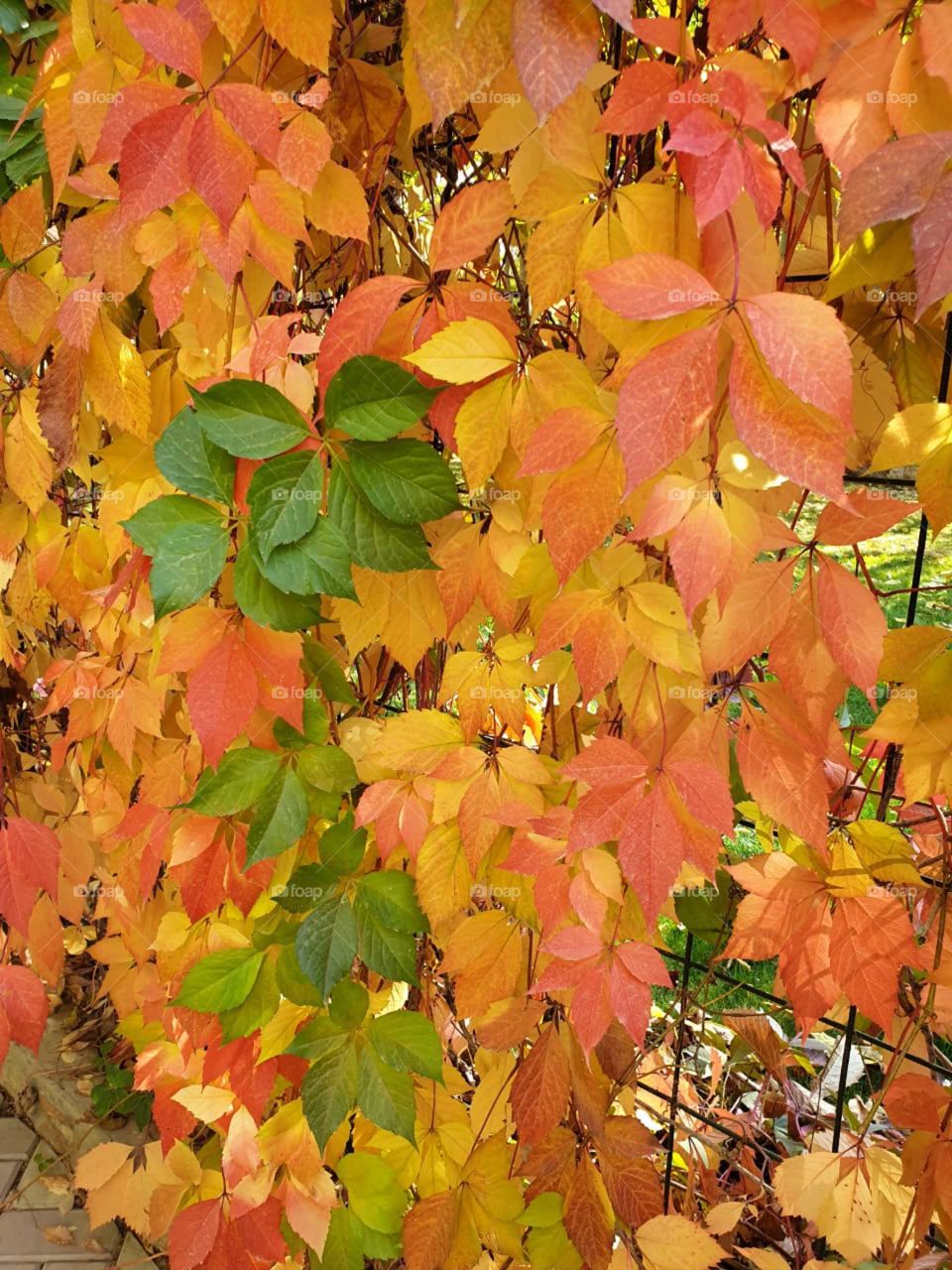 Colored leaves